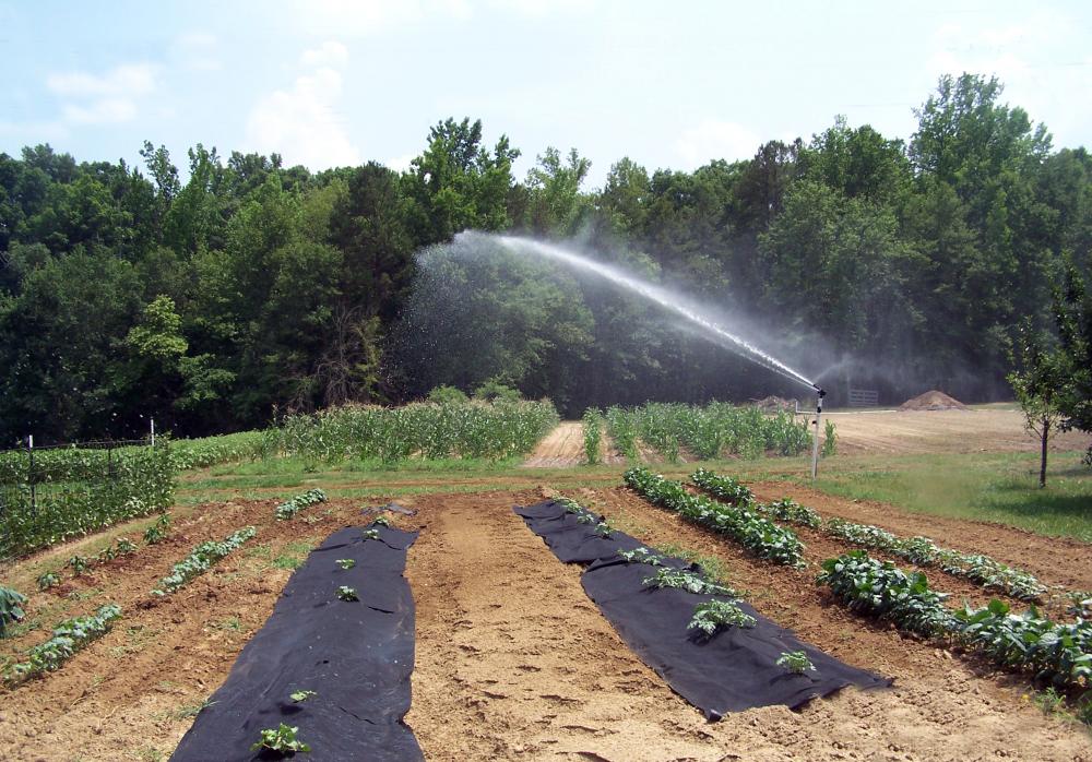 Luxor Sprinkler