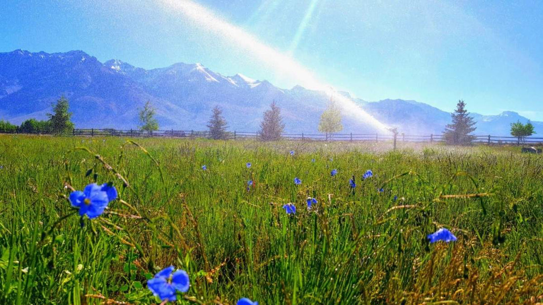 2018 Big Sprinkler Photo Contest Winners - Big Sprinkler