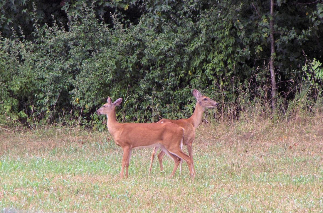 Deer Food Plot Planning - Big Sprinkler