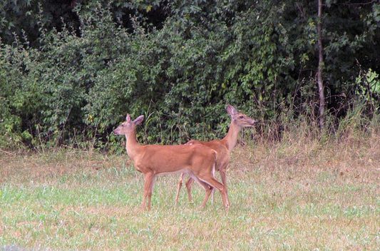 Deer Food Plot Planning - Big Sprinkler