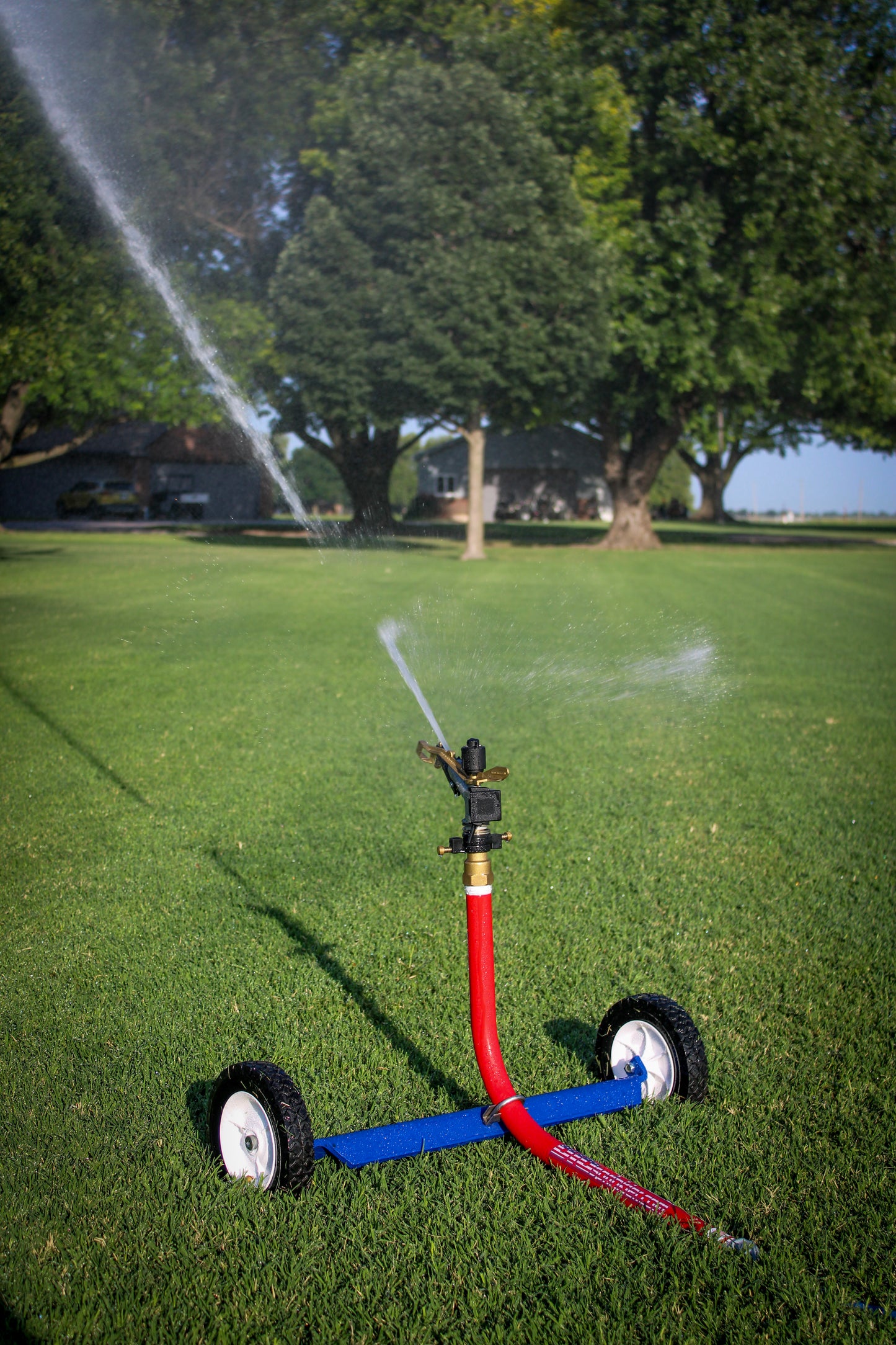 A red and blue wheeled garden hose sprinkler on a green lawn, spraying water in a backyard setting with trees in the background.